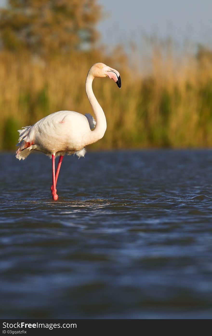 A pink flamingo in the water