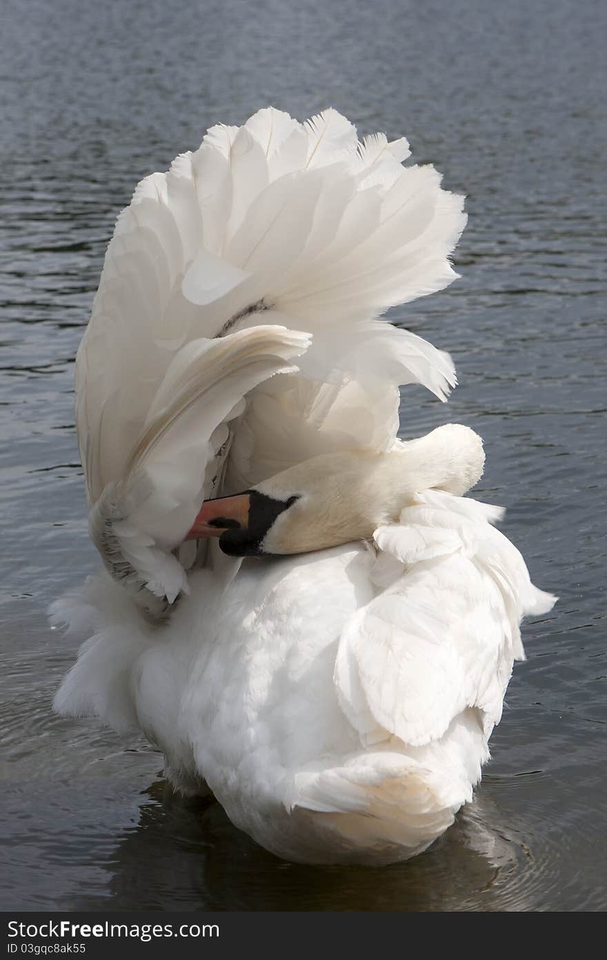 White Swan on the Lake in Hyde Park.