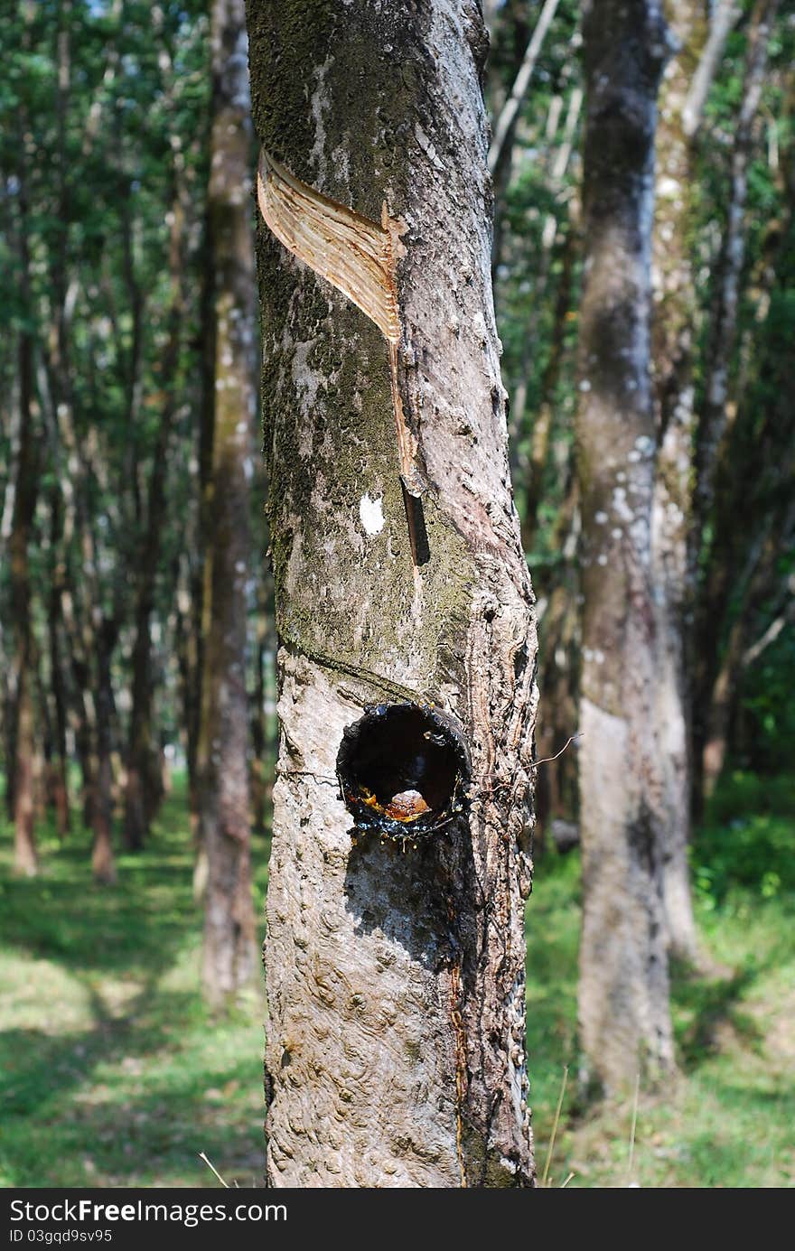 Tree Rubber Garden Cup Trunk