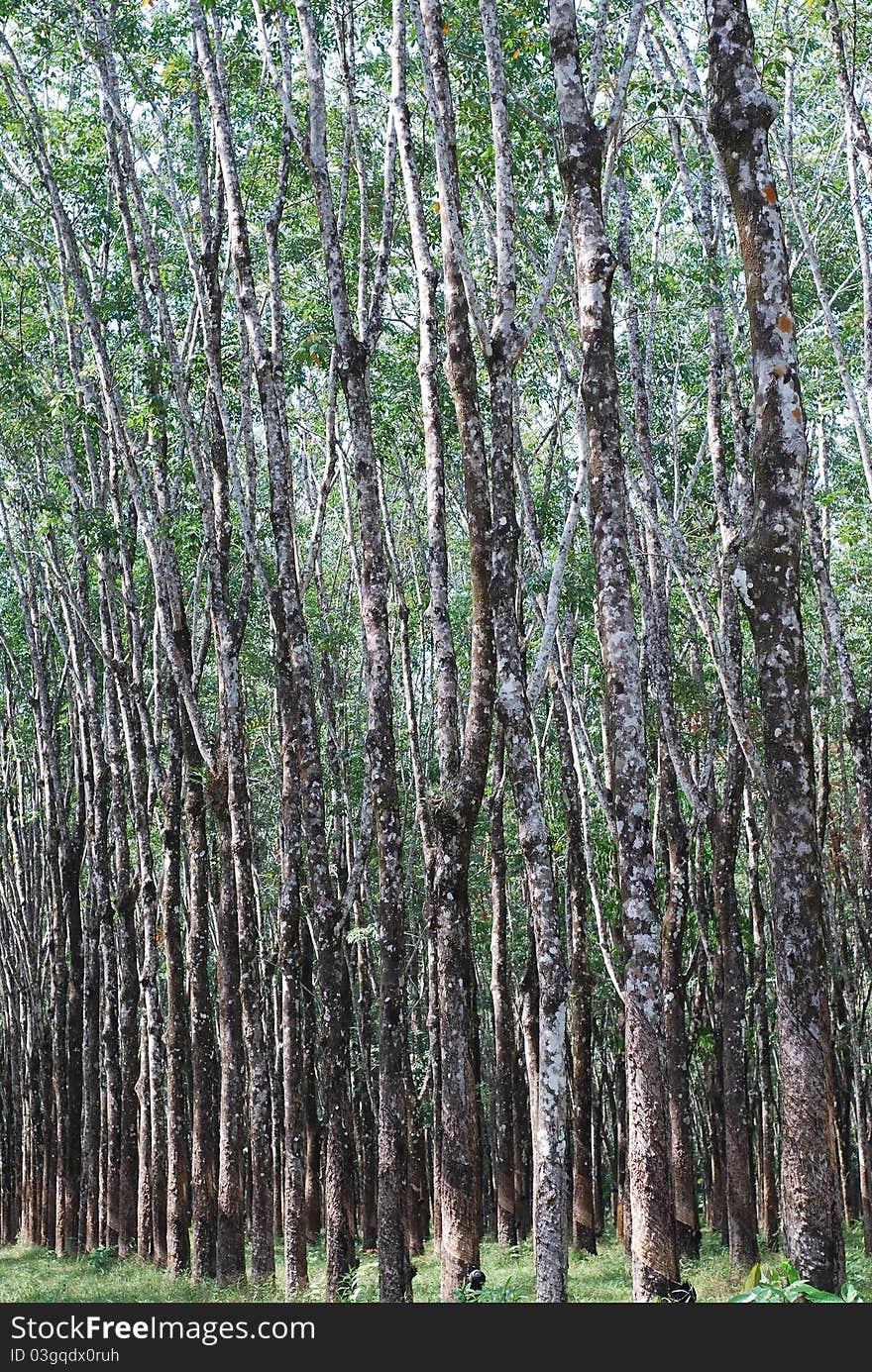 Rubber from the kind of crops. Has been grown widely. Rubber from the kind of crops. Has been grown widely.