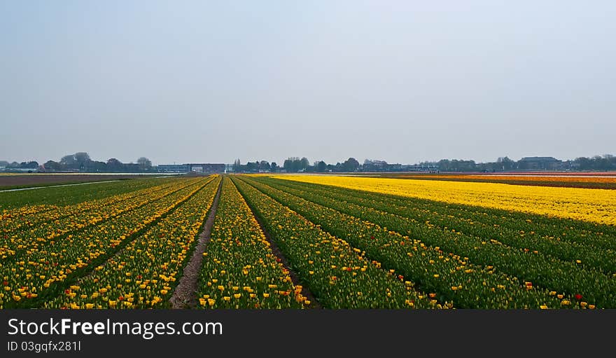 Flower fields . Netherlands.