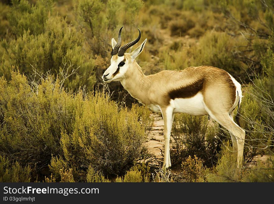 Close encounter with an antelope (springbok) during a safari in South Africa.