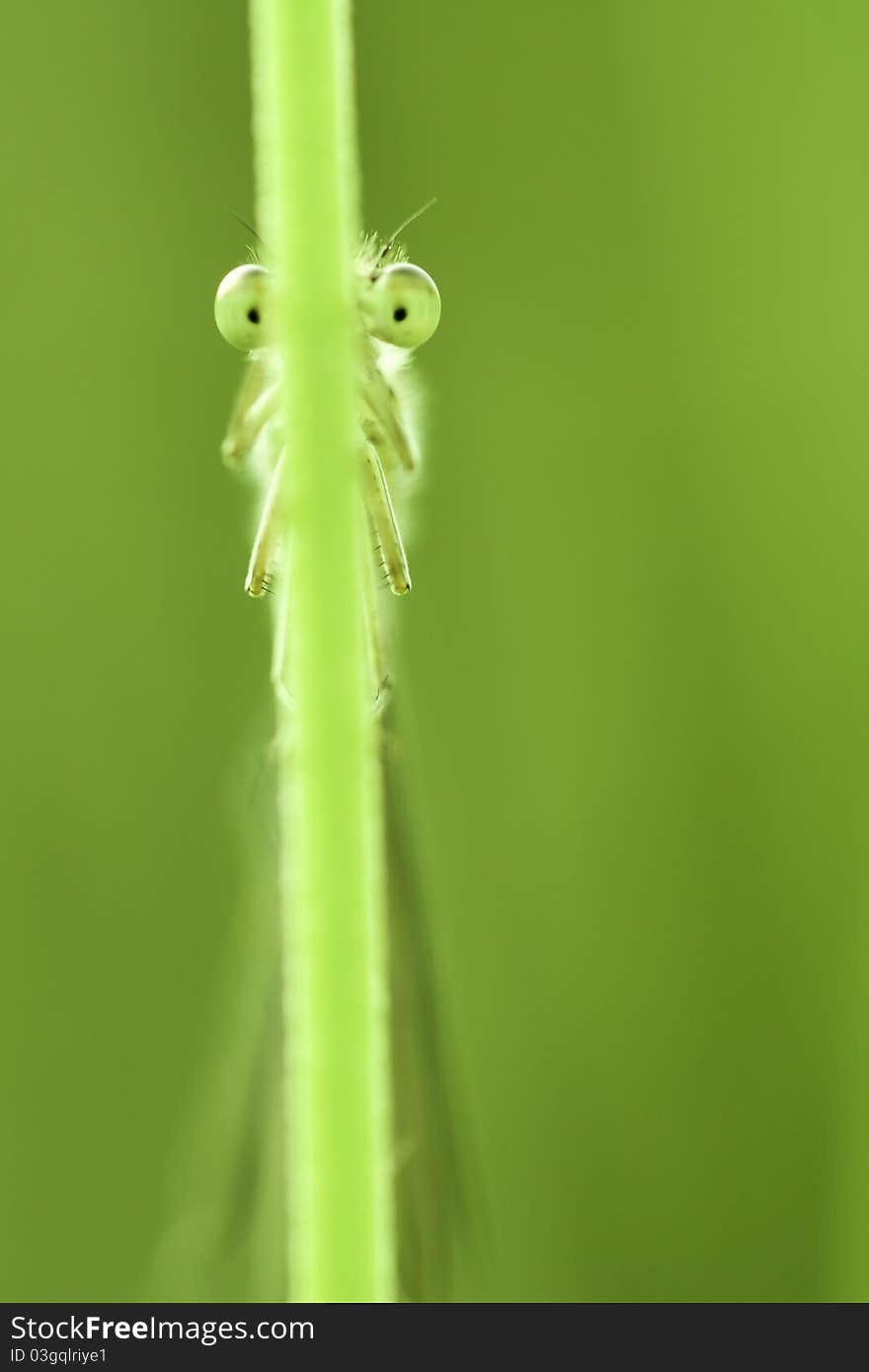 Shy Little Dragonfly