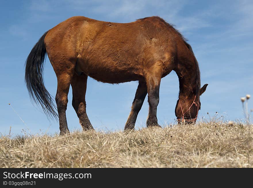 Beautiful young horse grazing ,Serbia