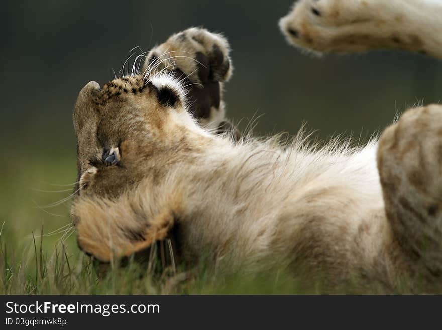 A portrait of a lion cub. A portrait of a lion cub