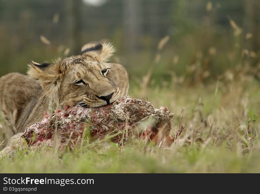 A portrait of lion cub with a prey