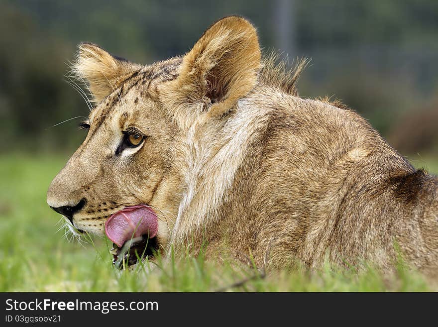 A portrait of a lion cub. A portrait of a lion cub