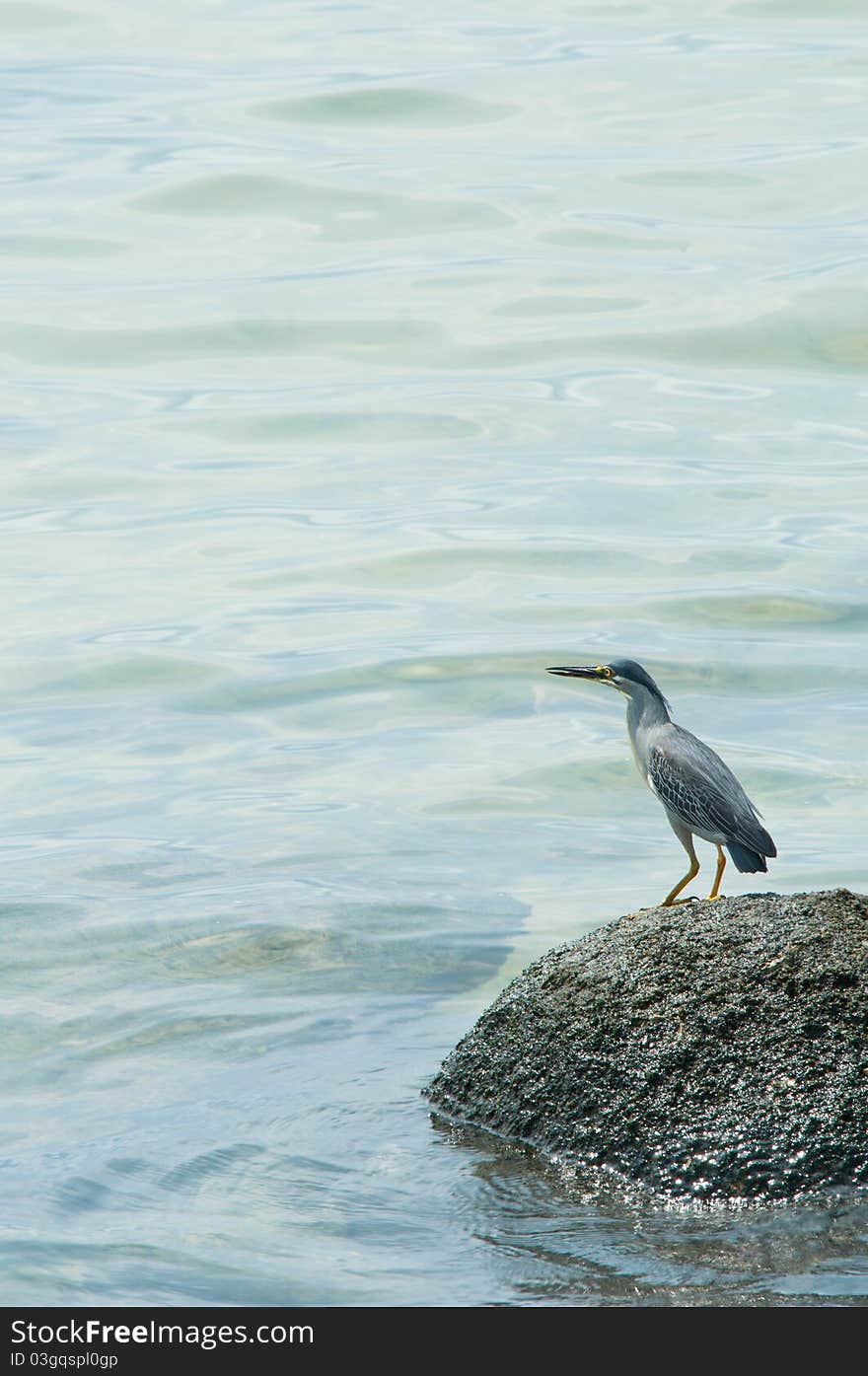 A portrait of striated heron hunting on a rock. A portrait of striated heron hunting on a rock