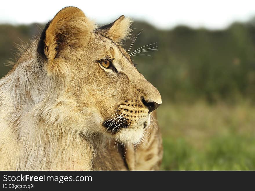 A portrait of a lion cub. A portrait of a lion cub