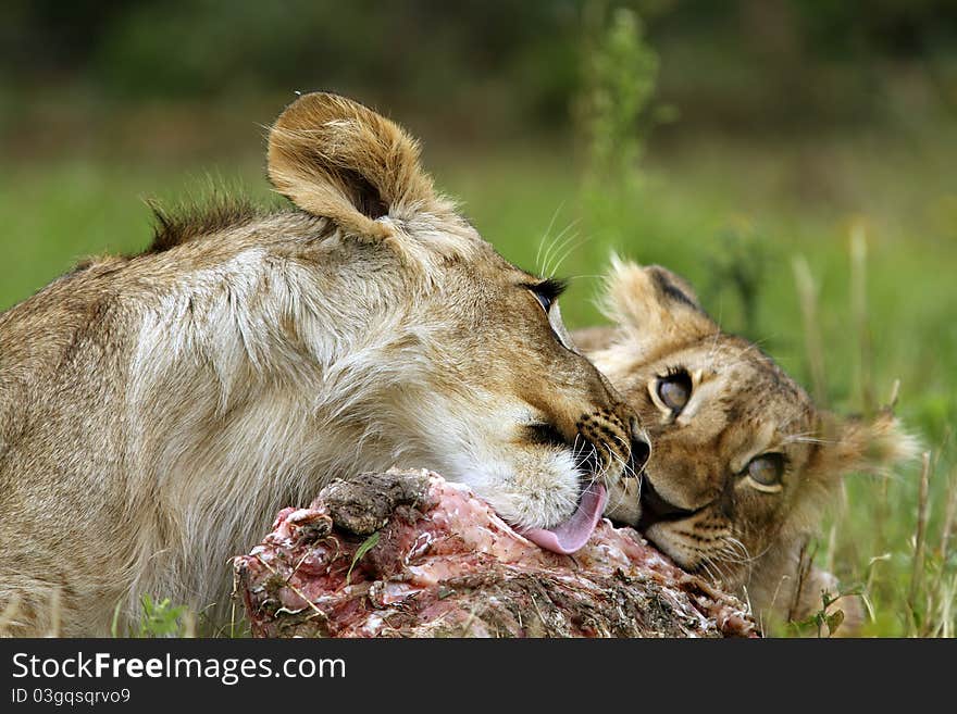 Lion Cubs With Prey