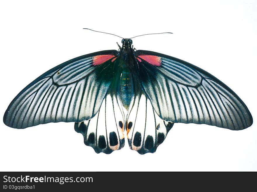 A Butterfly on a white background. A Butterfly on a white background