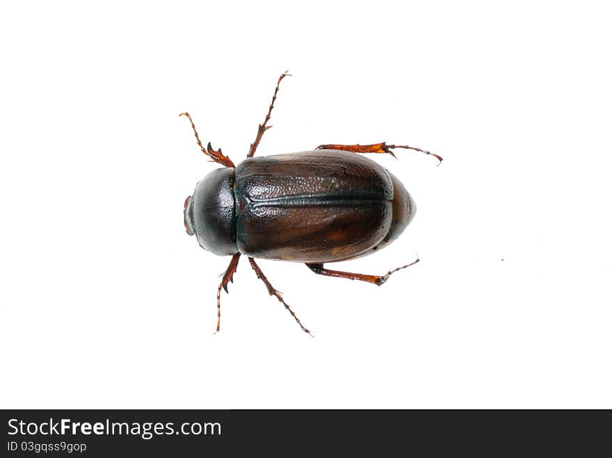 A chafer on a white background