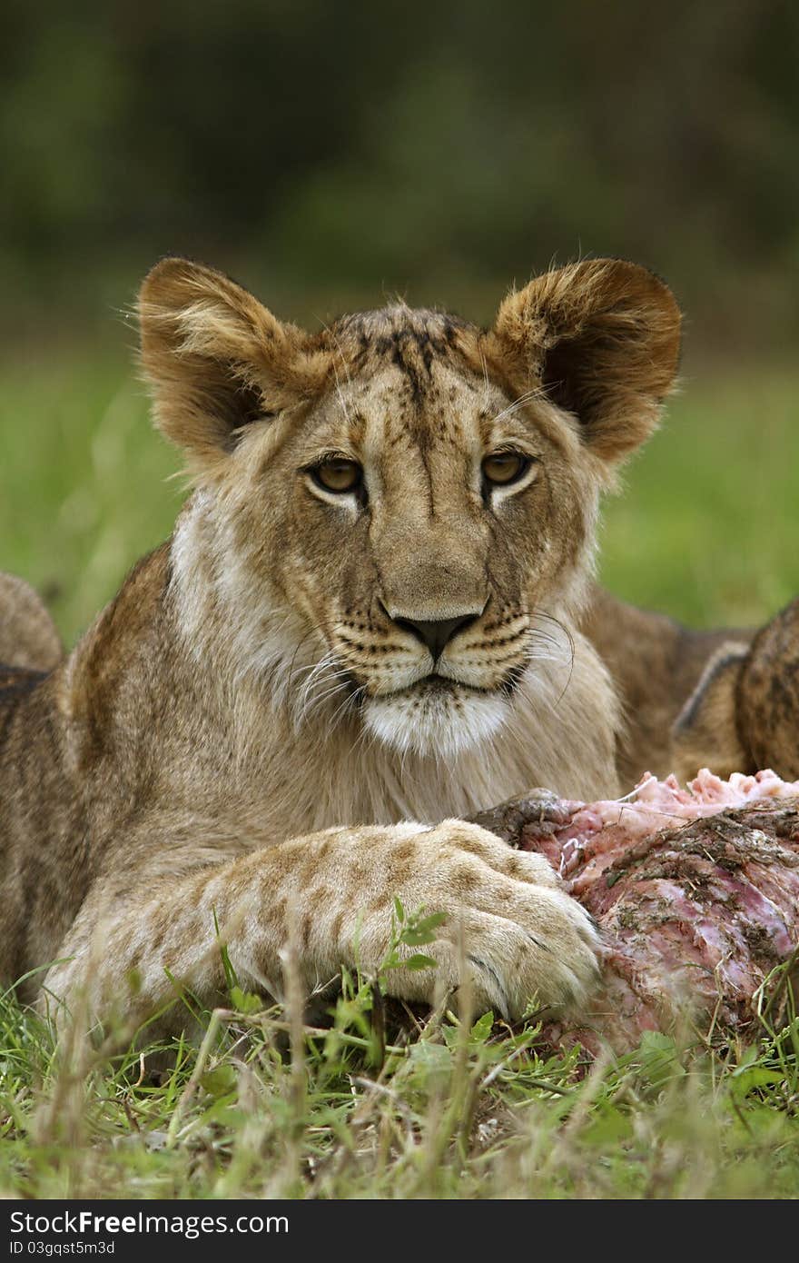 A portrait of a lion cub. A portrait of a lion cub