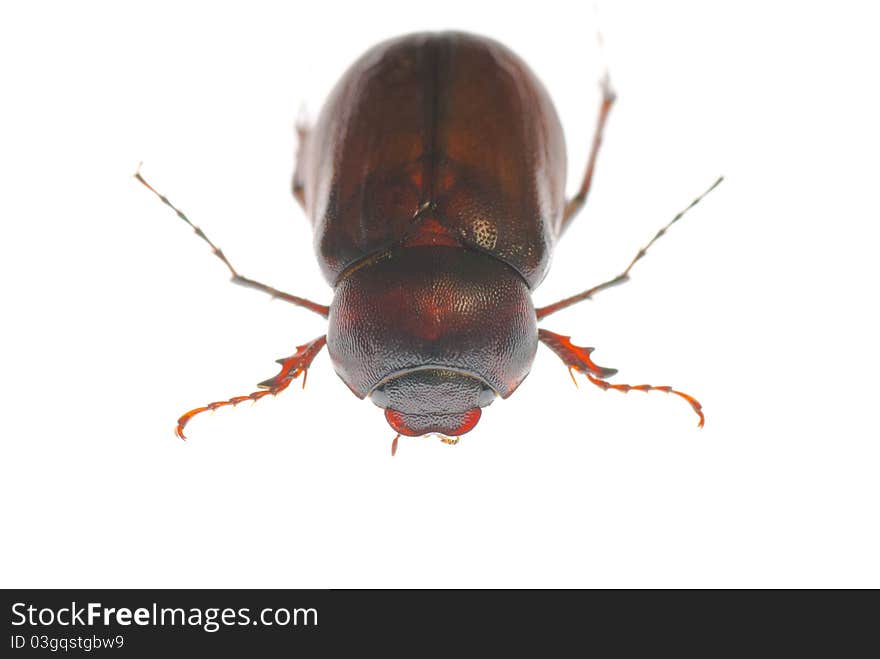 A chafer on a white background