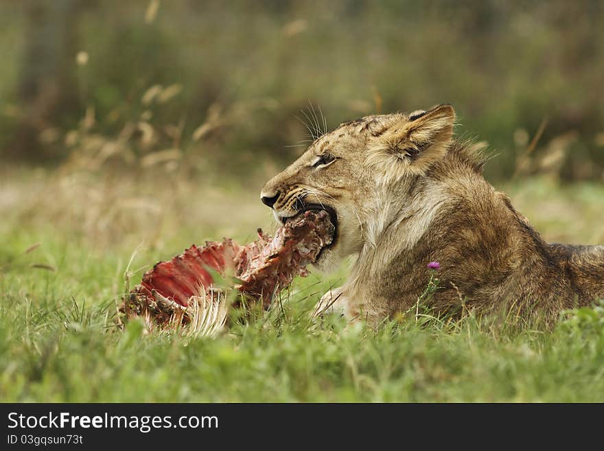 A portrait of lion cub with a prey