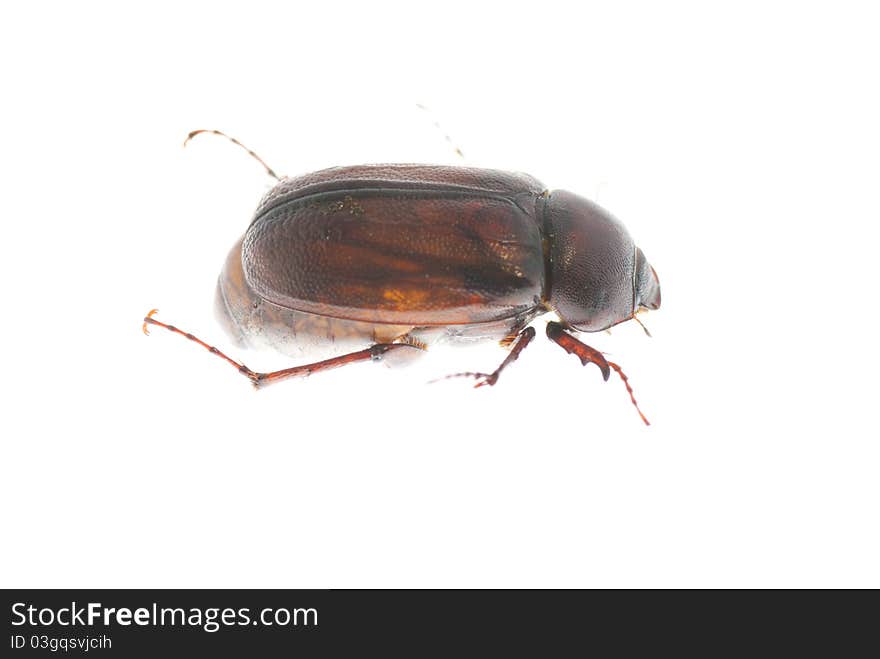 A chafer on a white background