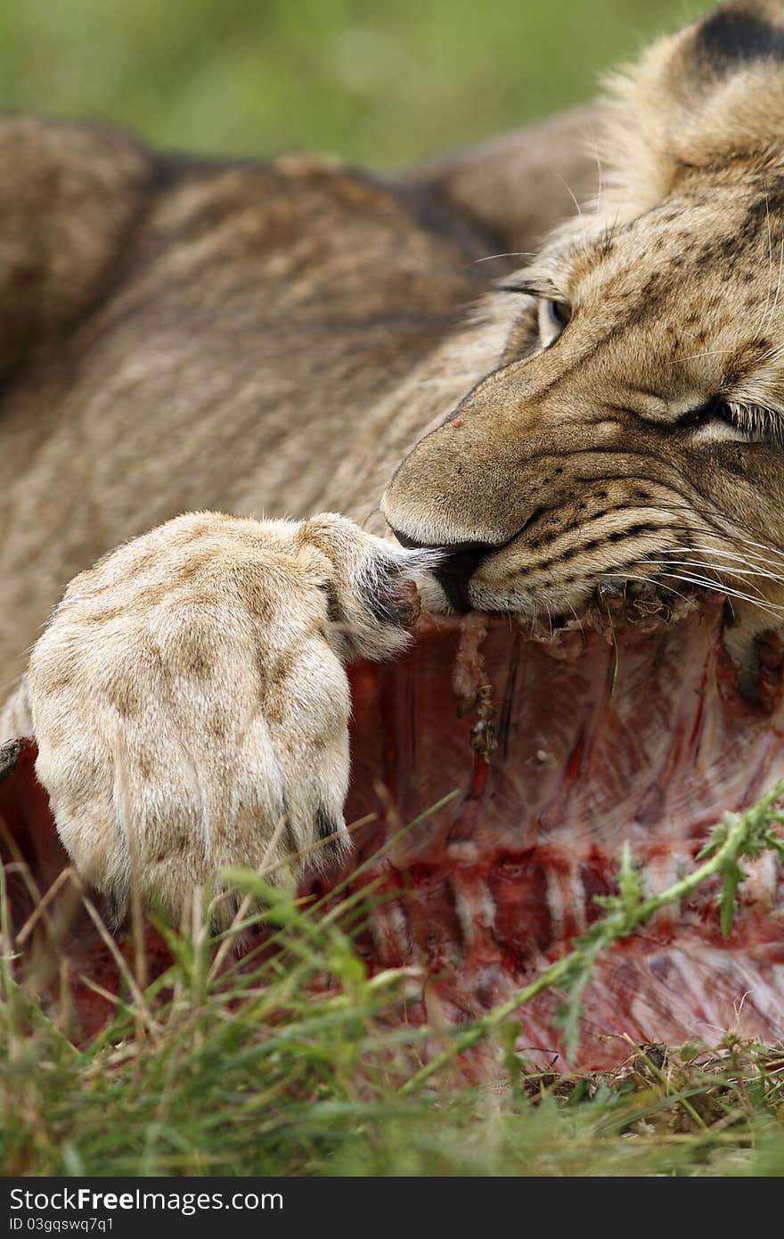 Lion cub with a prey