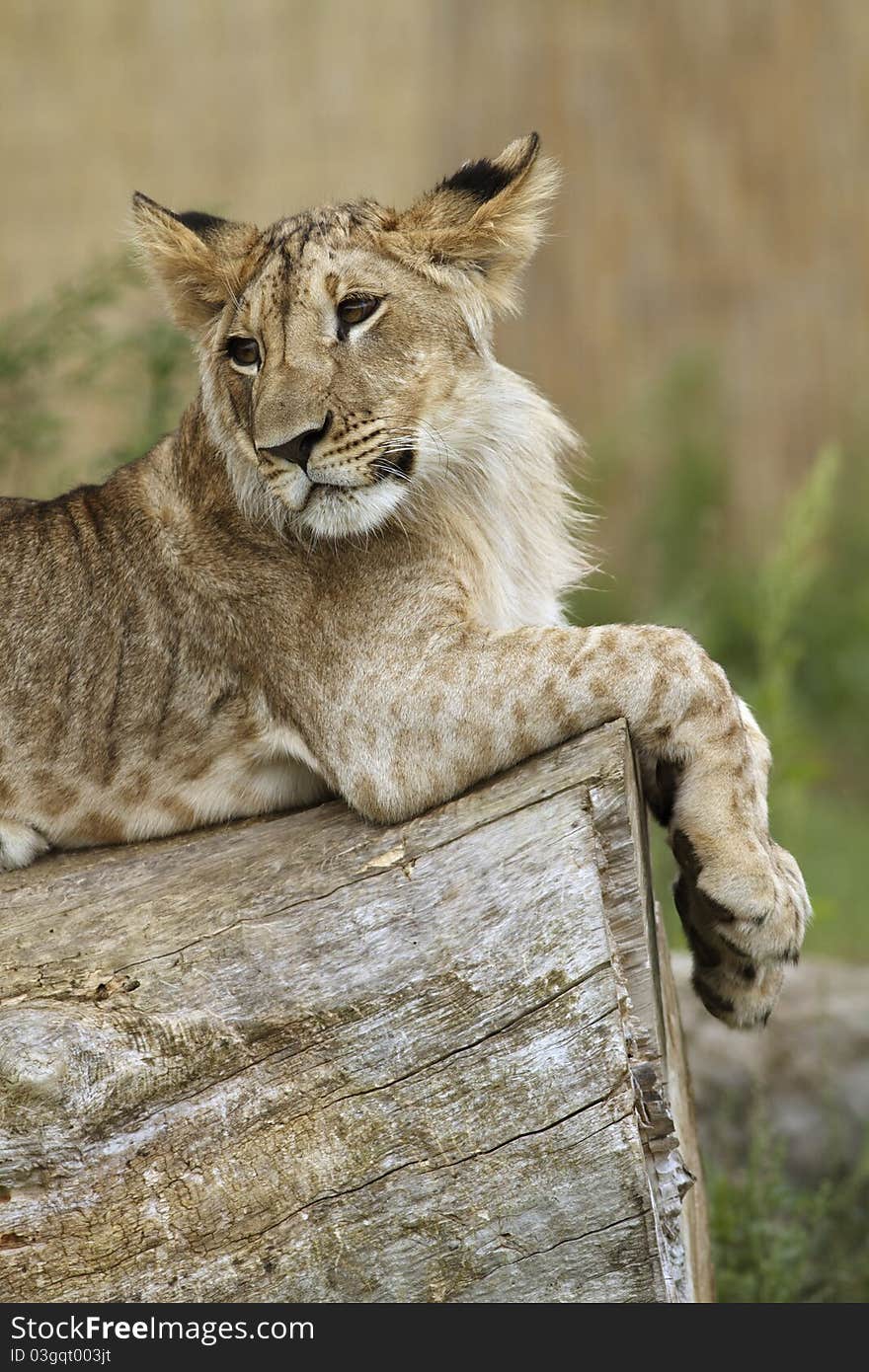 A portrait of a resting lion cub. A portrait of a resting lion cub