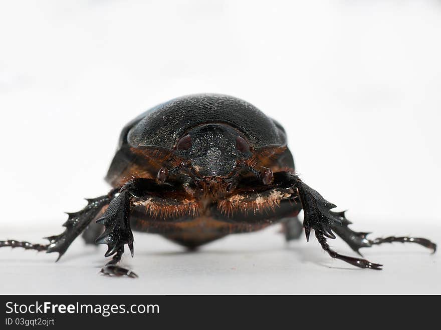 A chafer on a white background