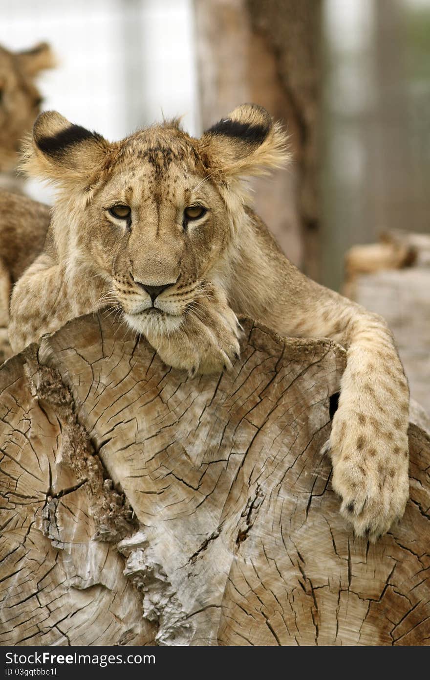 Lion cub resting