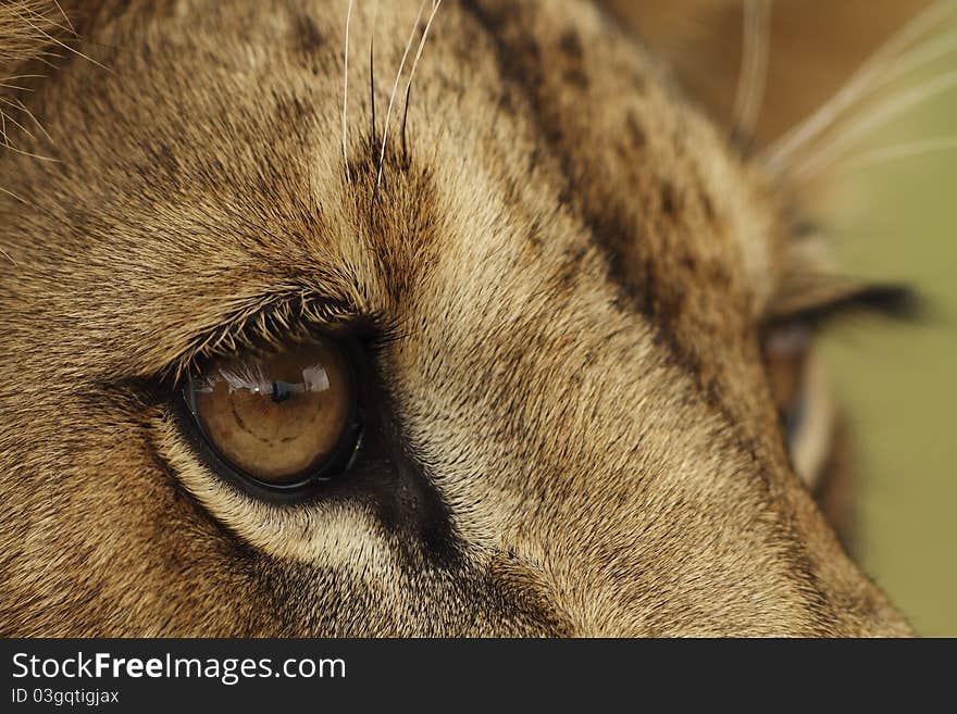 A portrait of a lion cub. A portrait of a lion cub