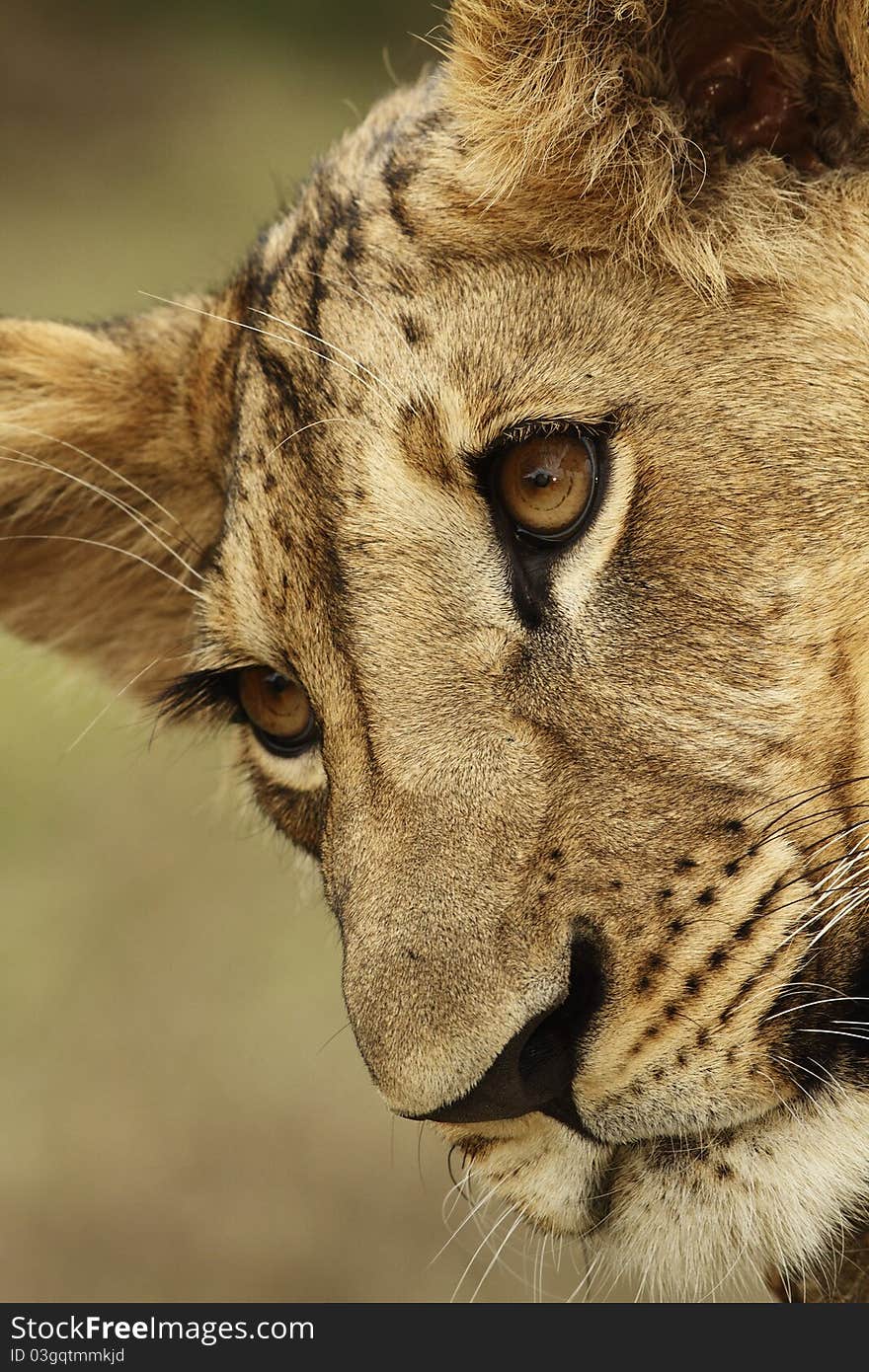 A portrait of a lion cub. A portrait of a lion cub