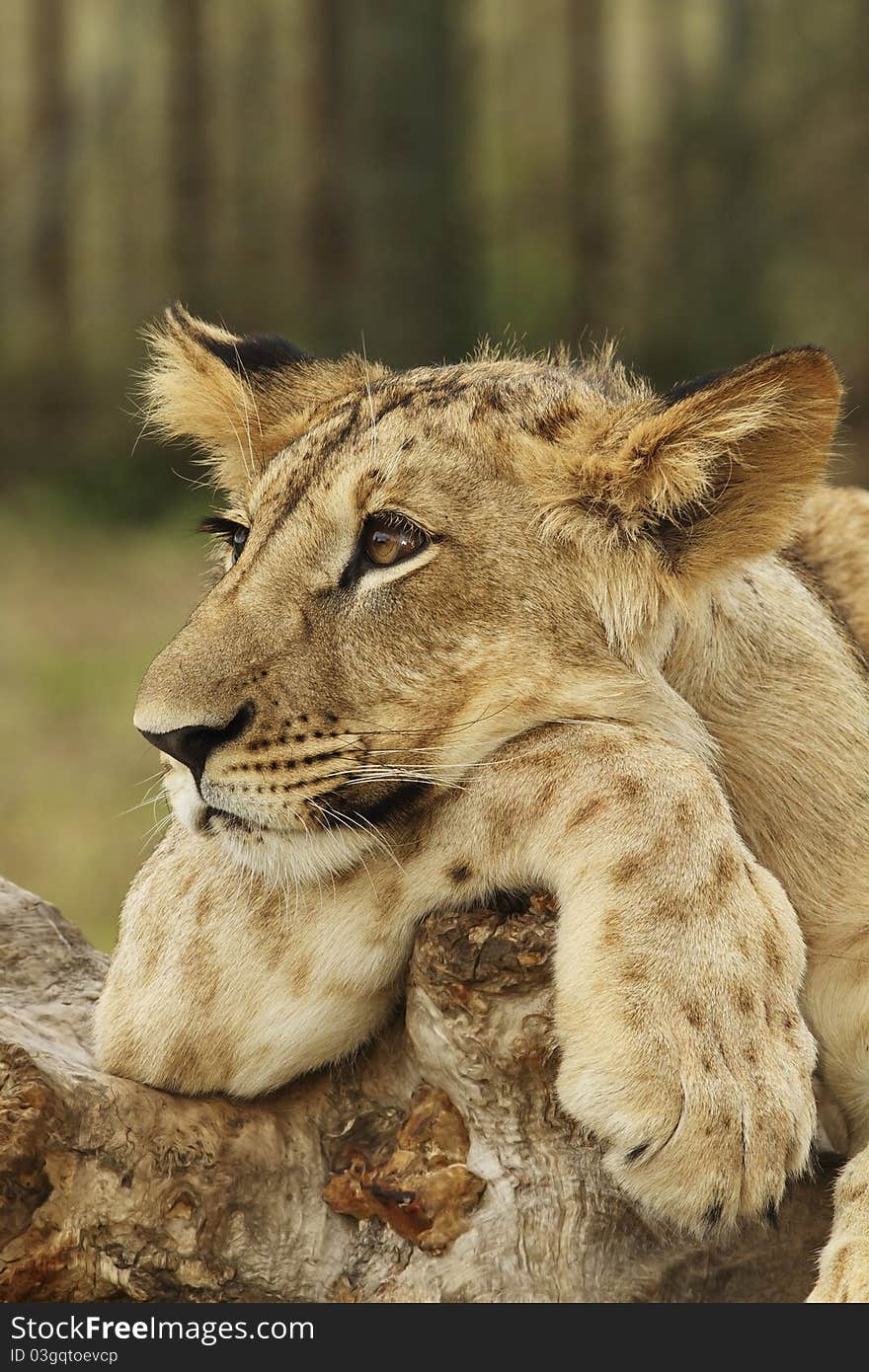 Lion Cub Resting