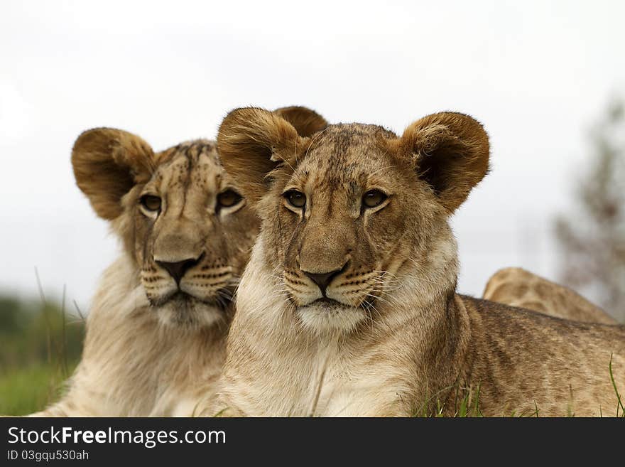 Lion Cubs Portrait