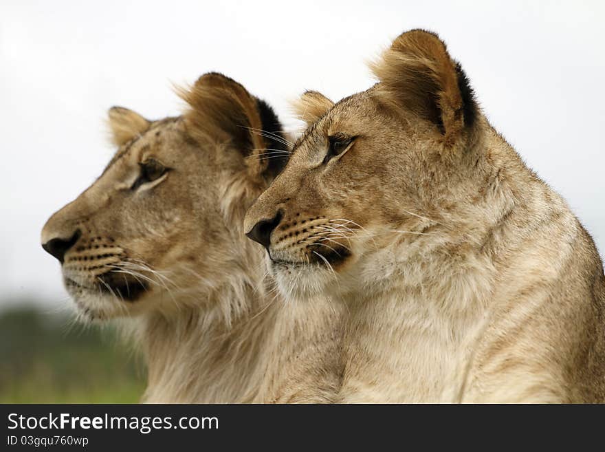 A portrait of lion cubs. A portrait of lion cubs