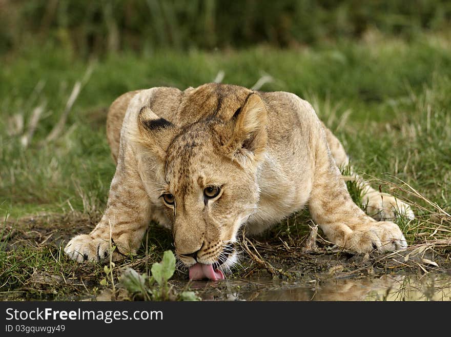 A lion cub drinking water. A lion cub drinking water