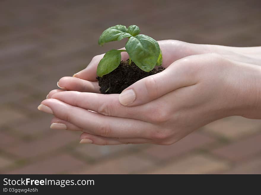 Small green sprouts in the hands of a young woman