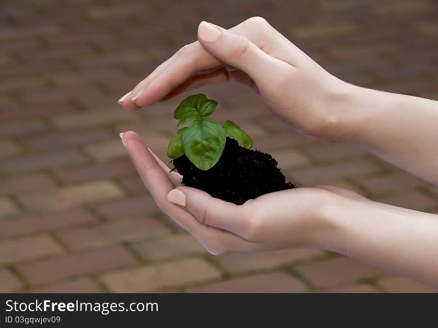 Small green sprouts in the hands of a young woman