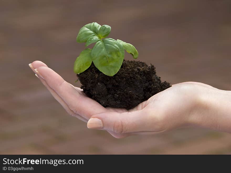 Small green sprouts in the hands of a young woman