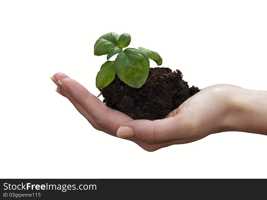 Small green sprouts in the hands of a young woman