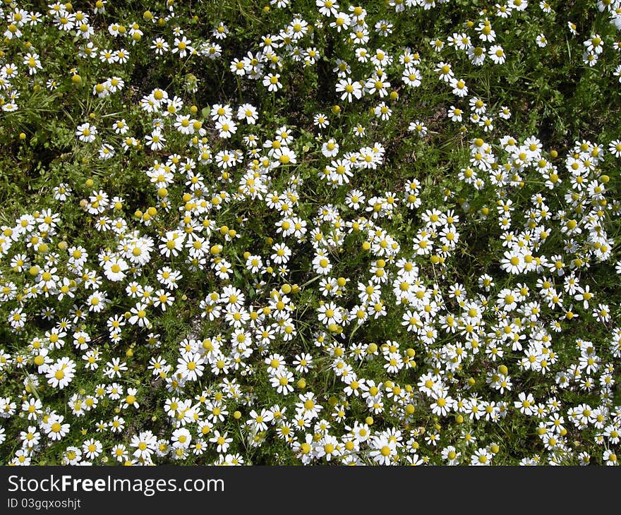 Background from horse gowan (Matricaria chamomilla) from top. Background from horse gowan (Matricaria chamomilla) from top