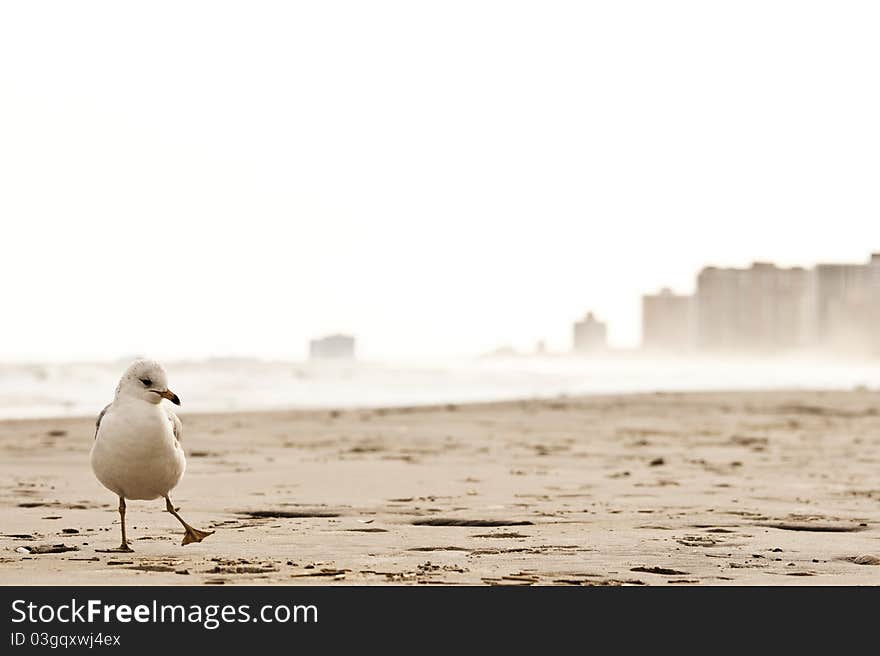 A sea gull on the beach of Atlantic City