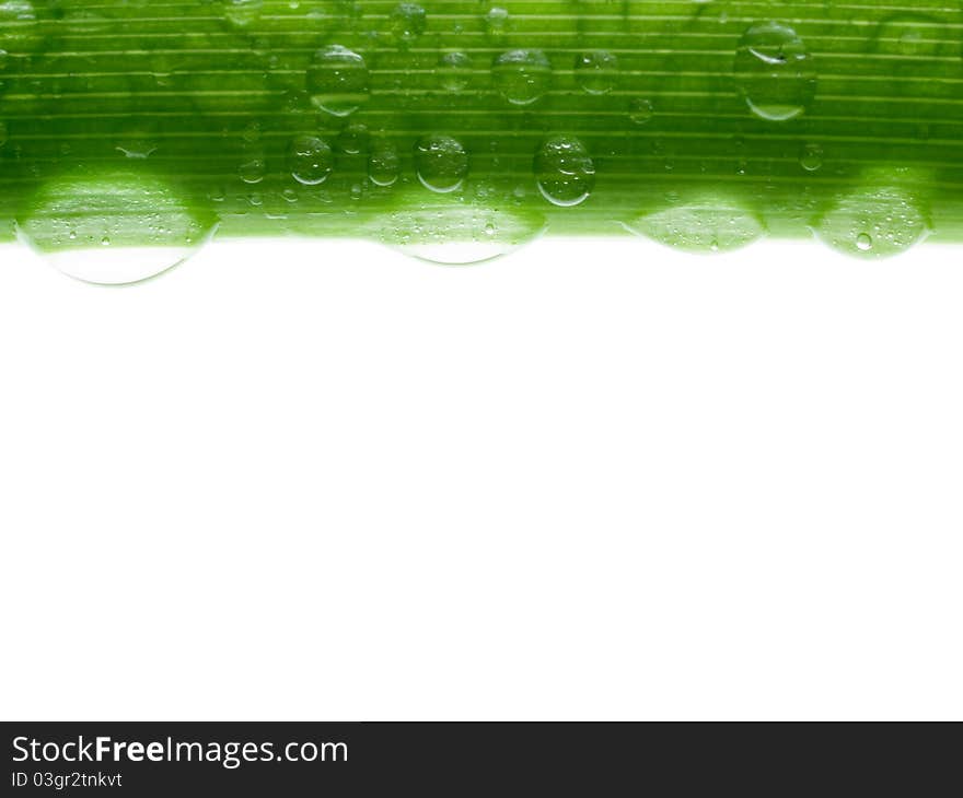 Stalk with drops isolated on white background. Stalk with drops isolated on white background.