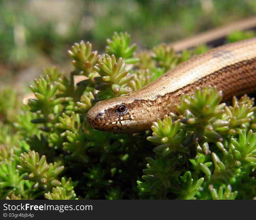 Head of slow worm Anguis fragilis macro