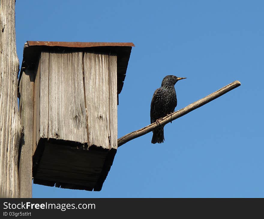 A starling near to his nest house. A starling near to his nest house