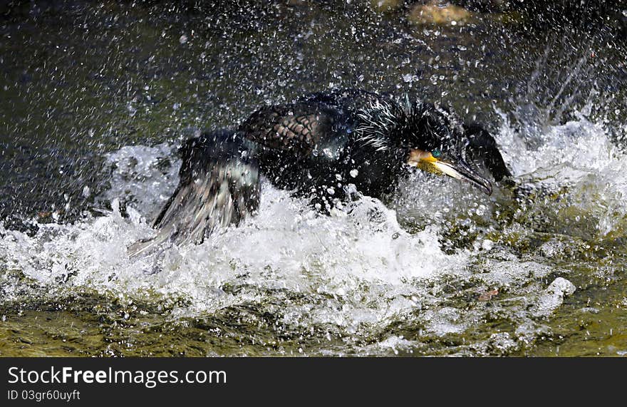 Splashing cormorant