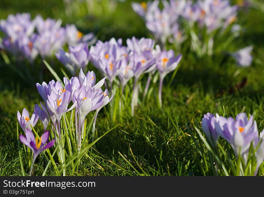 Purple crocuses