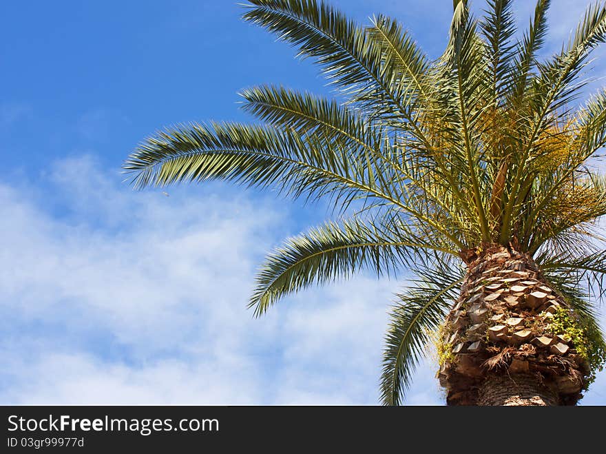 Palm from the Capri Island in Naples bay. Palm from the Capri Island in Naples bay