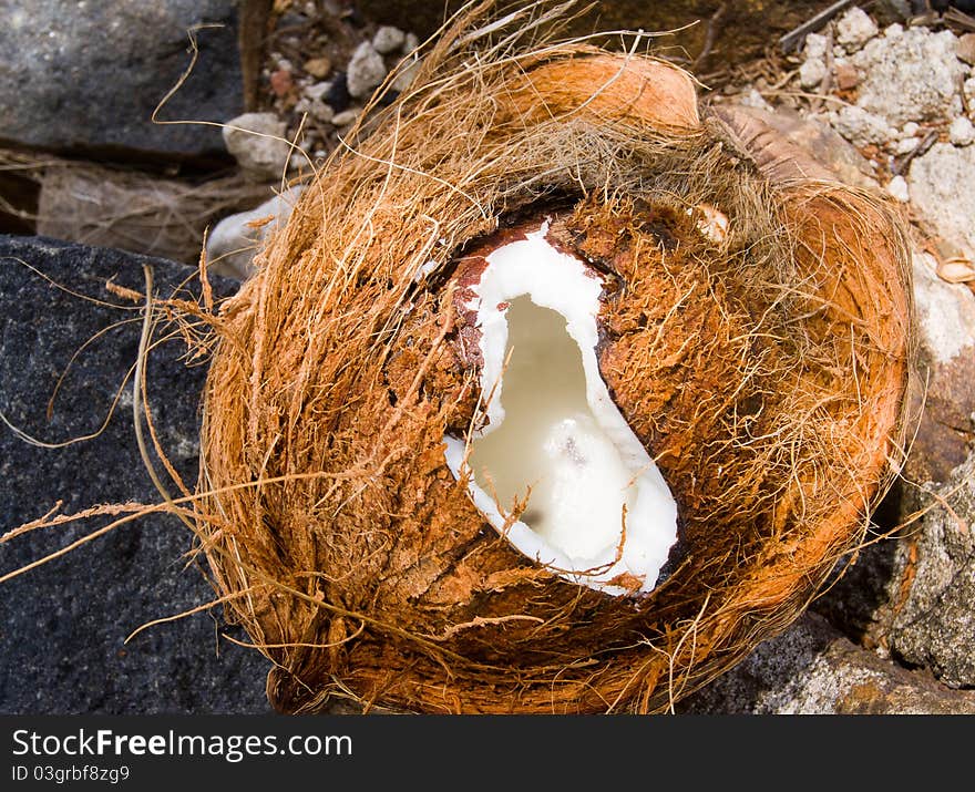 Сoconut fruit. The shell and the flesh of a coconut.