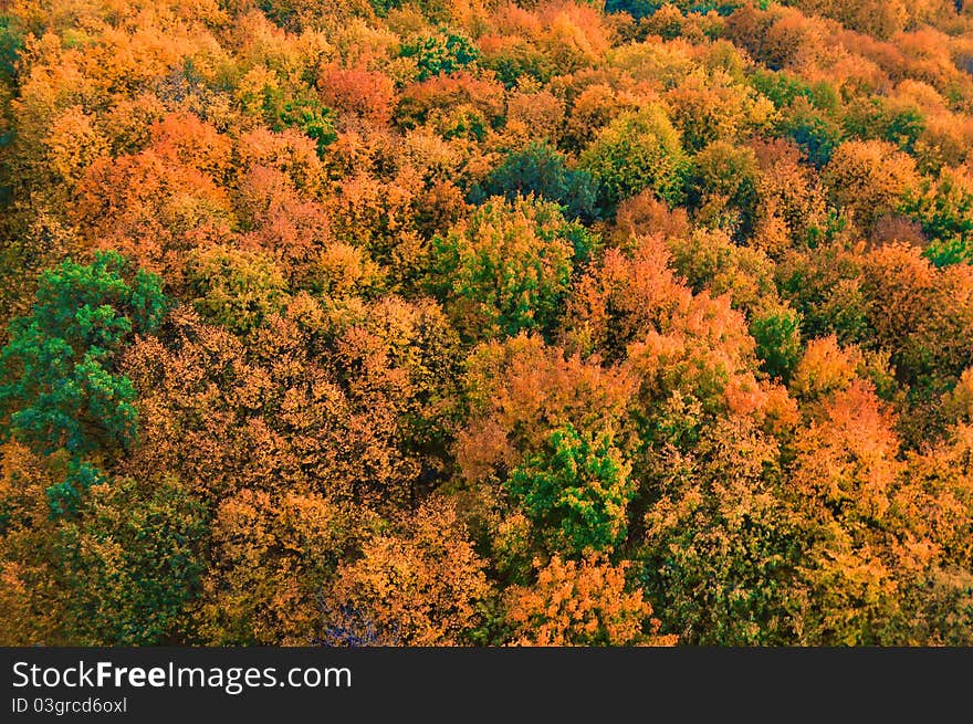 Autumn trees, into the warm weather