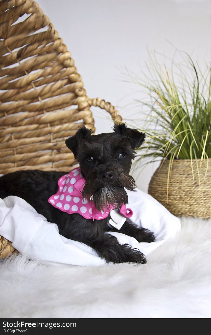 Schnauzer dog laying in basket in studio with plants in background