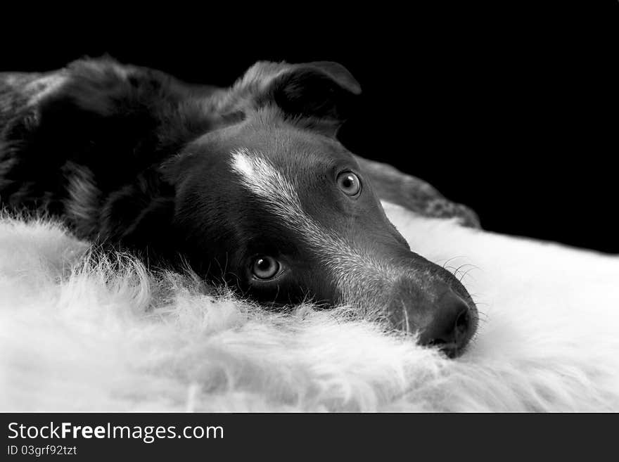 Dog lying on blanket look at you in black and white