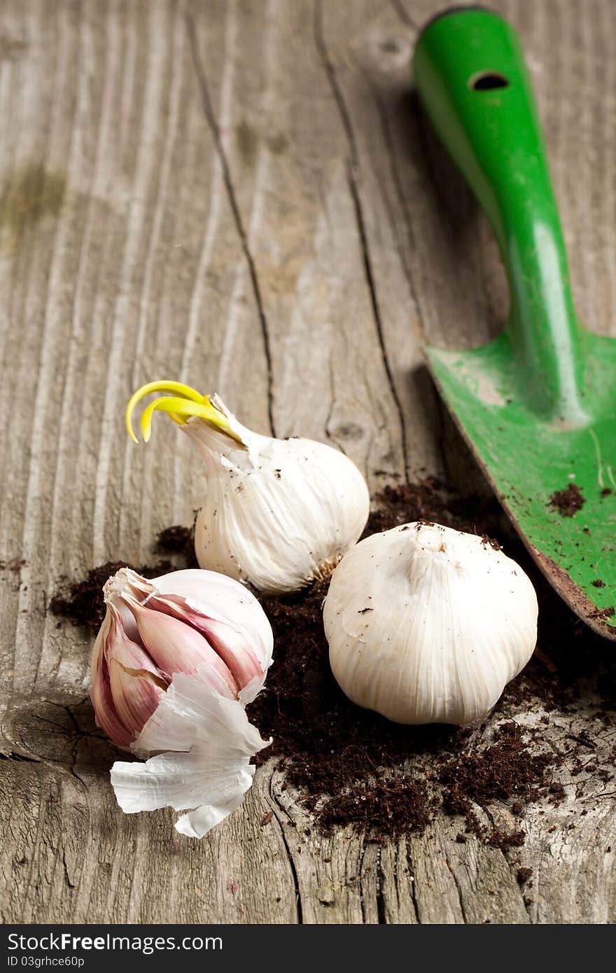 Garlics with soil and garden spade on old wooden table. Garlics with soil and garden spade on old wooden table