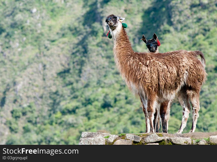 2 llamas at Machu picchu