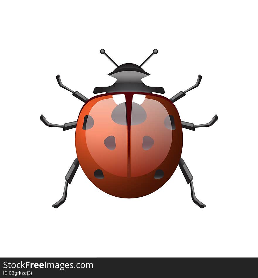 Isolated detailed ladybird, illustration, eps10