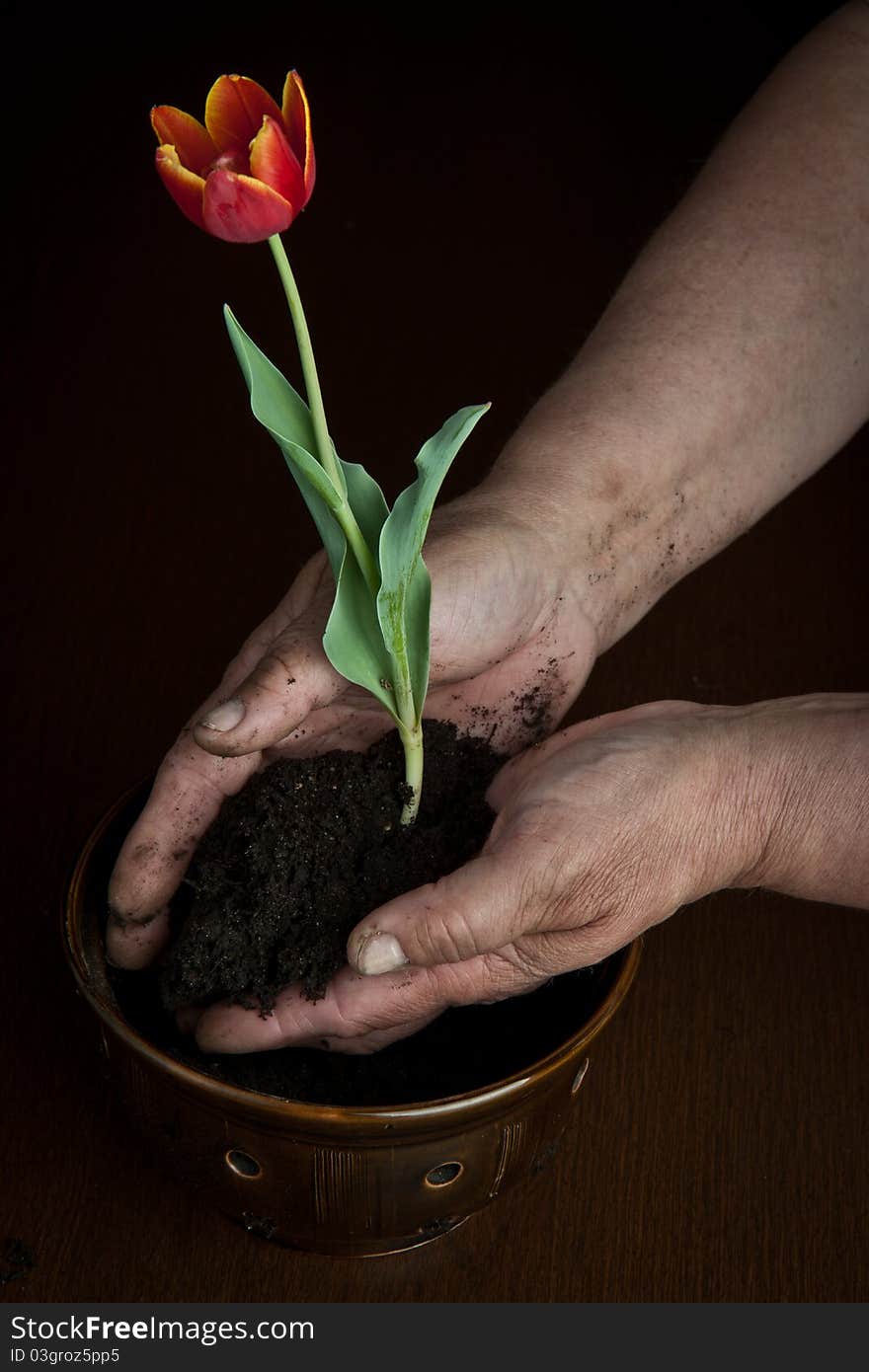 Hands of the woman hold a flower for landing in a pot with the earth. Hands of the woman hold a flower for landing in a pot with the earth